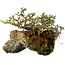 Chaenomeles speciosa, 23 cm, ± 30 Jahre alt
