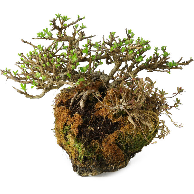 Chaenomeles speciosa, 23 cm, ± 30 Jahre alt