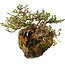 Chaenomeles speciosa, 23 cm, ± 30 Jahre alt