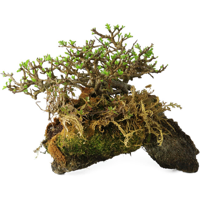 Chaenomeles speciosa, 23 cm, ± 30 ans