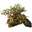 Chaenomeles speciosa, 23 cm, ± 30 anni