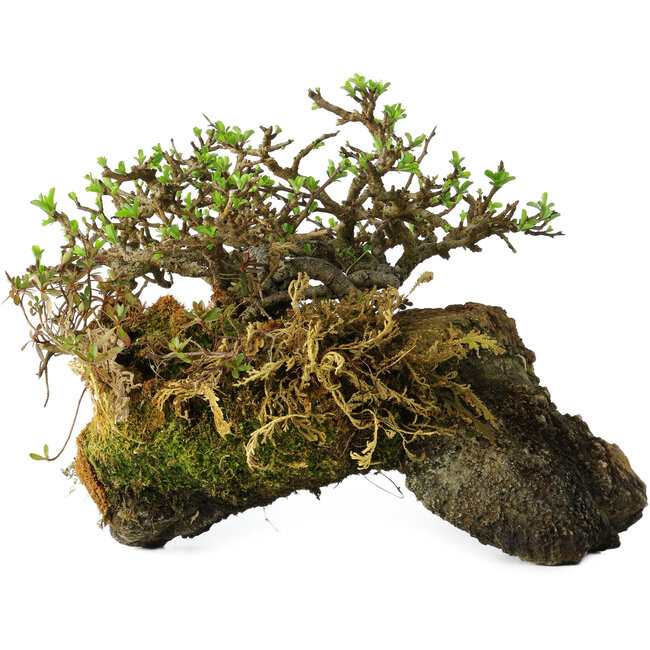 Chaenomeles speciosa, 23 cm, ± 30 anni