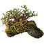 Chaenomeles speciosa, 23 cm, ± 30 Jahre alt