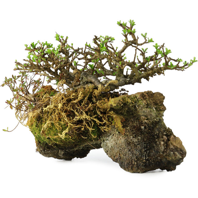 Chaenomeles speciosa, 23 cm, ± 30 years old