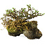 Chaenomeles speciosa, 23 cm, ± 30 Jahre alt