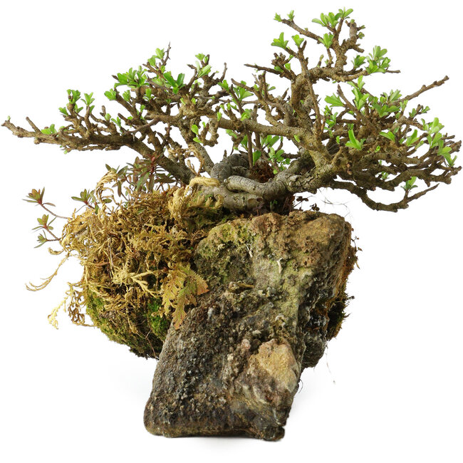 Chaenomeles speciosa, 23 cm, ± 30 anni