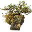 Chaenomeles speciosa, 23 cm, ± 30 Jahre alt