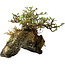 Chaenomeles speciosa, 23 cm, ± 30 Jahre alt