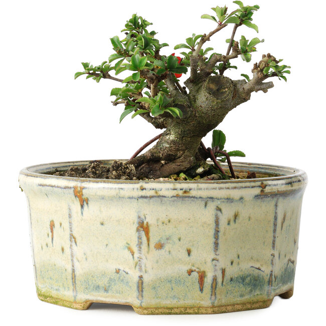 Chaenomeles speciosa, 10 cm, ± 15 years old