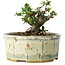 Chaenomeles speciosa, 10 cm, ± 15 Jahre alt