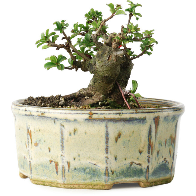 Chaenomeles speciosa, 10 cm, ± 15 años