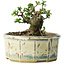 Chaenomeles speciosa, 10 cm, ± 15 Jahre alt