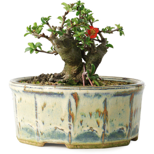 Chaenomeles speciosa, 10 cm, ± 15 Jahre alt
