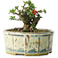 Chaenomeles speciosa, 10 cm, ± 15 Jahre alt