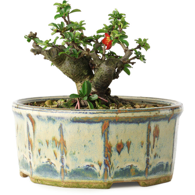 Chaenomeles speciosa, 10 cm, ± 15 anni