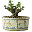 Chaenomeles speciosa, 10 cm, ± 15 Jahre alt