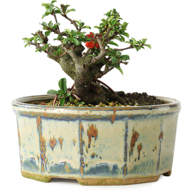 Chaenomeles speciosa, 10 cm, ± 15 anni