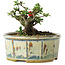 Chaenomeles speciosa, 10 cm, ± 15 Jahre alt
