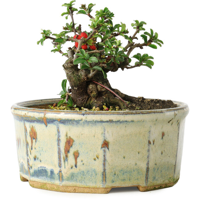 Chaenomeles speciosa, 10 cm, ± 15 years old