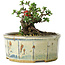 Chaenomeles speciosa, 10 cm, ± 15 Jahre alt