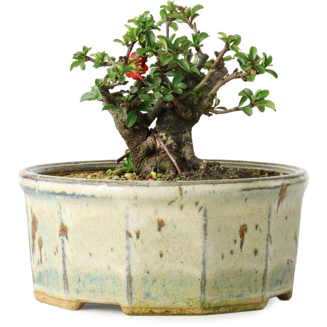 Chaenomeles speciosa, 10 cm, ± 15 years old