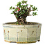 Chaenomeles speciosa, 10 cm, ± 15 Jahre alt