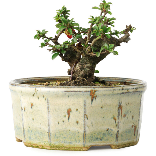 Chaenomeles speciosa, 10 cm, ± 15 Jahre alt