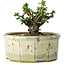 Chaenomeles speciosa, 10 cm, ± 15 Jahre alt