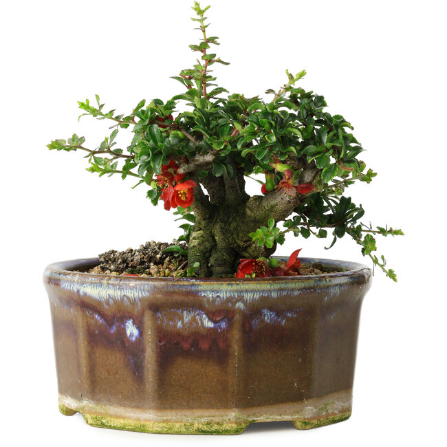 Chaenomeles speciosa, 13 cm, ± 15 Jahre alt