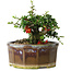 Chaenomeles speciosa, 13 cm, ± 15 Jahre alt