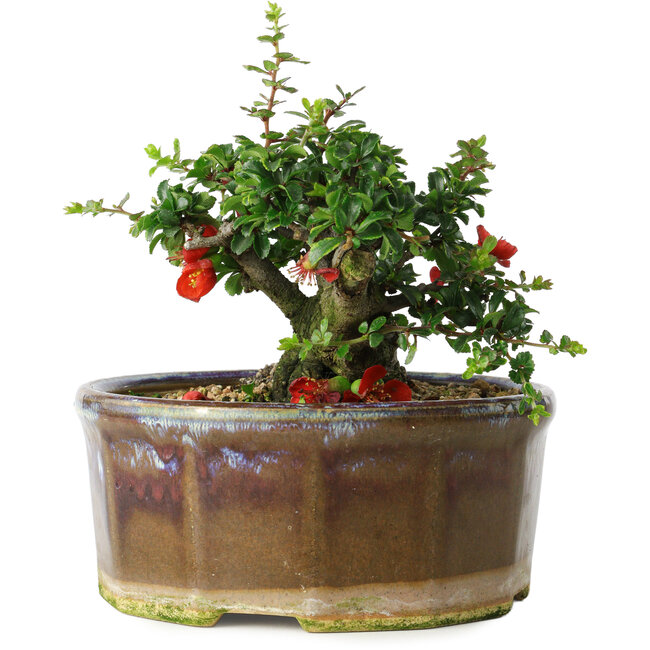 Chaenomeles speciosa, 13 cm, ± 15 jaar oud