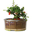 Chaenomeles speciosa, 13 cm, ± 15 Jahre alt