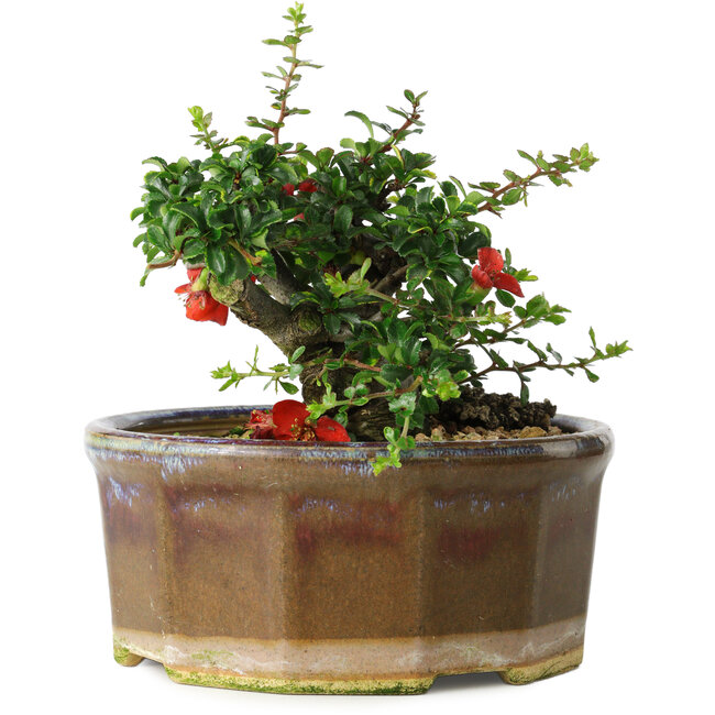 Chaenomeles speciosa, 13 cm, ± 15 anni