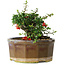 Chaenomeles speciosa, 13 cm, ± 15 Jahre alt