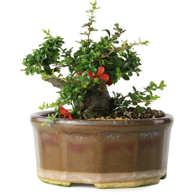 Chaenomeles speciosa, 13 cm, ± 15 años