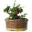 Chaenomeles speciosa, 13 cm, ± 15 Jahre alt