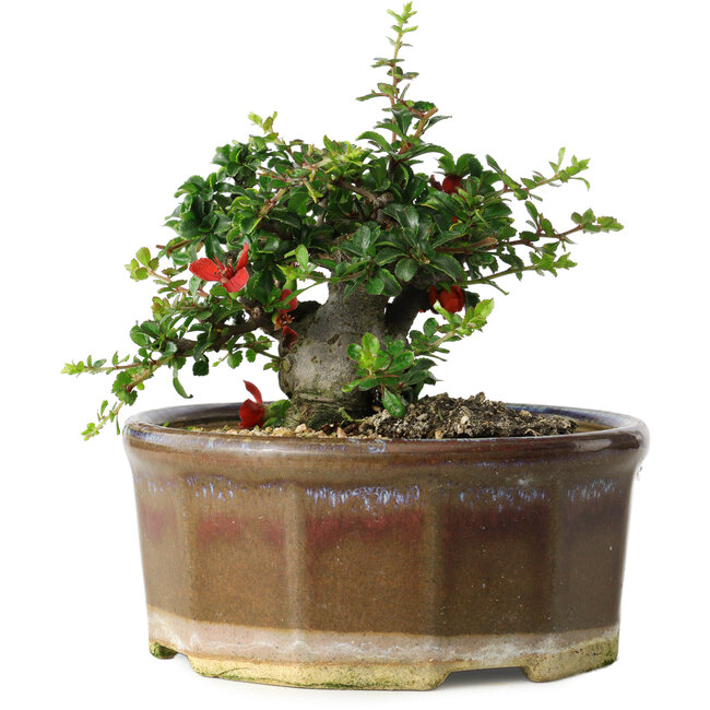 Chaenomeles speciosa, 13 cm, ± 15 ans