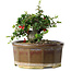 Chaenomeles speciosa, 13 cm, ± 15 Jahre alt