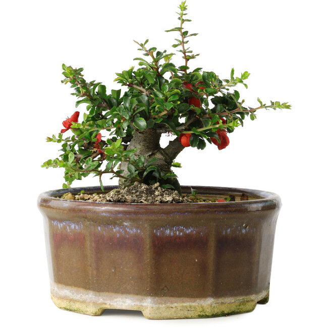 Chaenomeles speciosa, 13 cm, ± 15 Jahre alt