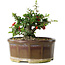 Chaenomeles speciosa, 13 cm, ± 15 Jahre alt