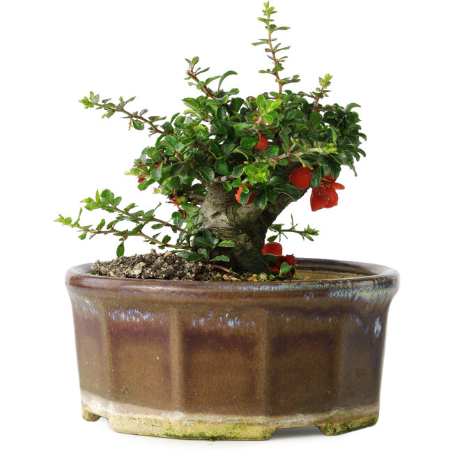 Chaenomeles speciosa, 13 cm, ± 15 years old