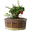 Chaenomeles speciosa, 13 cm, ± 15 Jahre alt