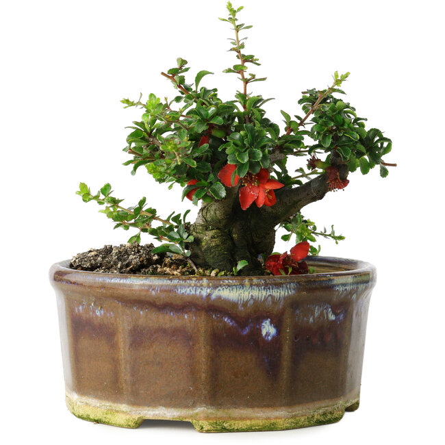 Chaenomeles speciosa, 13 cm, ± 15 Jahre alt