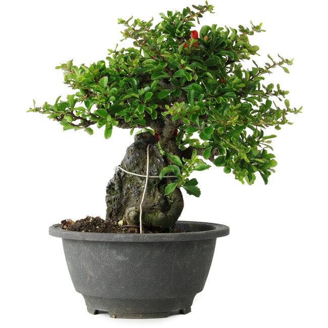 Chaenomeles speciosa, 19 cm, ± 30 Jahre alt, auf einem Stein von 6 x 3 x 11 cm