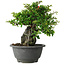 Chaenomeles speciosa, 19 cm, ± 30 jaar oud, op een rots van 6 x 3 x 11 cm