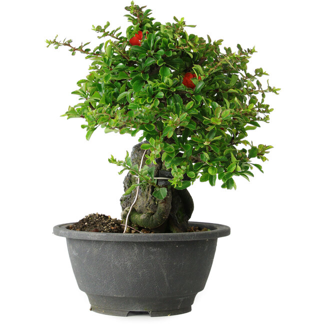 Chaenomeles speciosa, 19 cm, ± 30 años, sobre una roca de 6 x 3 x 11 cm