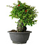 Chaenomeles speciosa, 19 cm, ± 30 jaar oud, op een rots van 6 x 3 x 11 cm