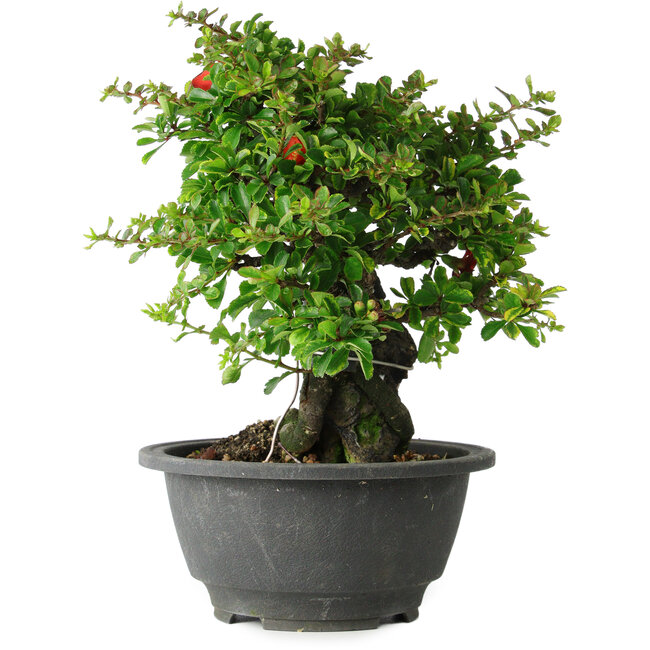 Chaenomeles speciosa, 19 cm, ± 30 years old, on a rock of 6 x 3 x 11 cm