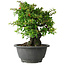 Chaenomeles speciosa, 19 cm, ± 30 Jahre alt, auf einem Stein von 6 x 3 x 11 cm