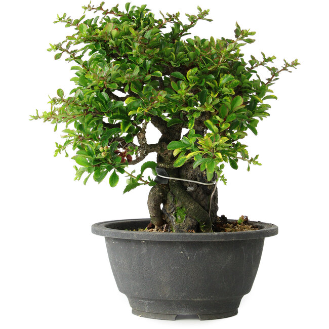 Chaenomeles speciosa, 19 cm, ± 30 anni, su una roccia di 6 x 3 x 11 cm